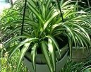 Фотографии к статье: Хлорофитум (Chlorophytum)