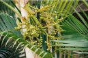 Фотографии к статье: Хризолидокарпус желтоватый (Chrysalidocarpus lutescens)