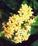 Иксора ярко-красная (Ixora coccinea) / Комнатные растения и цветы