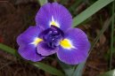 Фотографии к статье: Ирис (Касатик) (Iris)