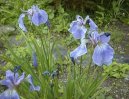 Фотографии к статье: Ирис (Касатик) (Iris)