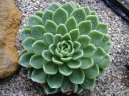 Фотографии к статье: Эхеверия (эчеверия) (Echeveria)