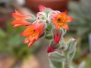 Фотографии к статье: Эхеверия (эчеверия) (Echeveria)