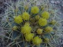 Эхинокактус Грузона (Echinocactus Grusonii) / Комнатные растения и цветы / Цветущие растения