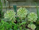 Фотографии к статье: Эониум (Aeonium)