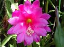 Фотографии к статье: Эпифиллюм (Epiphyllum)