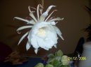 Эпифиллюм (Epiphyllum) / Комнатные растения и цветы