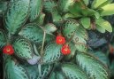 Фотографии к статье: Эписция (Episcia)