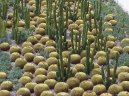 Фотографии к статье: Кактус (Cactus)