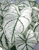 Каладиум садовый (Caladium Hortulanum) / Комнатные растения и цветы