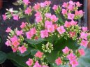 Фотографии к статье: Каланхоэ (Kalanchoe)