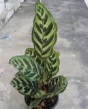 Фотографии к статье: Калатея (Calathea)