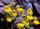 Фотографии к статье: Кальцеолярия (Calceolaria)