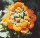 Кальцеолярия (Calceolaria) / Комнатные растения и цветы