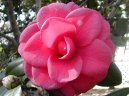 Фотографии к статье: Камелия (Camelia)