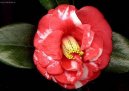 Фотографии к статье: Камелия (Camelia)