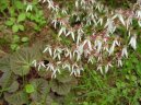 Фотографии к статье: Камнеломка плетеносная (Saxifraga stolonifera)