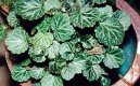 Камнеломка плетеносная (Saxifraga stolonifera) / Комнатные растения и цветы