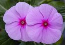 Фотографии к статье: Катарантус розовый (Catharanthus roseus)