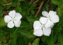 Катарантус розовый (Catharanthus roseus) / Комнатные растения и цветы