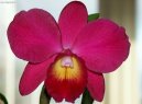 Фотографии к статье: Каттлея (Cattleya)