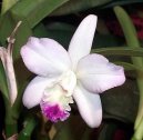 Фотографии к статье: Каттлея (Cattleya)