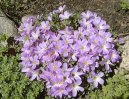 Фотографии к статье: Кислица железистолистная (Oxalis adenophylla)