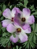 Фотографии к статье: Кислица железистолистная (Oxalis adenophylla)