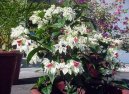 Фотографии к статье: Клеродендрум (Clerodendrum)