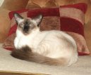 Фотографии к статье: Балийская (балинез) кошка (Balinese Cat) / Советы по уходу и воспитанию породы кошек, описание кошки, помощь при болезнях, фотографии, дискусии и форум.