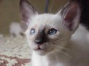 Фотографии к статье: Балийская (балинез) кошка (Balinese Cat) / Советы по уходу и воспитанию породы кошек, описание кошки, помощь при болезнях, фотографии, дискусии и форум.