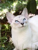 Фотографии к статье: Балийская (балинез) кошка (Balinese Cat) / Советы по уходу и воспитанию породы кошек, описание кошки, помощь при болезнях, фотографии, дискусии и форум.