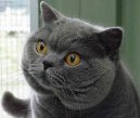 Фотографии к статье: Британская короткошерстная кошка (British Shorthair Cat) / Советы по уходу и воспитанию породы кошек, описание кошки, помощь при болезнях, фотографии, дискусии и форум.