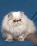Гималайская кошка (Himalaya Đˇat) / Породы кошек / Уход, советы, бесплатные объявления, форум, болезни