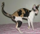 Фотографии к статье: Корниш-Рекс (Cornish Rex) / Советы по уходу и воспитанию породы кошек, описание кошки, помощь при болезнях, фотографии, дискусии и форум.