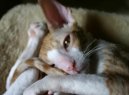 Фотографии к статье: Корниш-Рекс (Cornish Rex) / Советы по уходу и воспитанию породы кошек, описание кошки, помощь при болезнях, фотографии, дискусии и форум.