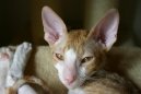 Фотографии к статье: Корниш-Рекс (Cornish Rex) / Советы по уходу и воспитанию породы кошек, описание кошки, помощь при болезнях, фотографии, дискусии и форум.