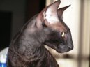 Фотографии к статье: Корниш-Рекс (Cornish Rex) / Советы по уходу и воспитанию породы кошек, описание кошки, помощь при болезнях, фотографии, дискусии и форум.