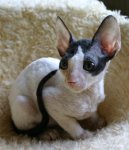 Фотографии к статье: Корниш-Рекс (Cornish Rex) / Советы по уходу и воспитанию породы кошек, описание кошки, помощь при болезнях, фотографии, дискусии и форум.