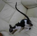 Фотографии к статье: Корниш-Рекс (Cornish Rex) / Советы по уходу и воспитанию породы кошек, описание кошки, помощь при болезнях, фотографии, дискусии и форум.