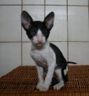 Фотографии к статье: Корниш-Рекс (Cornish Rex) / Советы по уходу и воспитанию породы кошек, описание кошки, помощь при болезнях, фотографии, дискусии и форум.