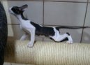 Фотографии к статье: Корниш-Рекс (Cornish Rex) / Советы по уходу и воспитанию породы кошек, описание кошки, помощь при болезнях, фотографии, дискусии и форум.