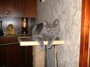 Фотографии к статье: Котенок в доме (Kitten in the house) / Советы по уходу и воспитанию породы кошек, описание кошки, помощь при болезнях, фотографии, дискусии и форум.