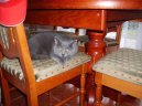 Фотографии к статье: Котенок в доме (Kitten in the house) / Советы по уходу и воспитанию породы кошек, описание кошки, помощь при болезнях, фотографии, дискусии и форум.