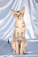 Фотографии к статье: Ориентальная короткошерстная кошка (Oriental Shorthair Cat) / Советы по уходу и воспитанию породы кошек, описание кошки, помощь при болезнях, фотографии, дискусии и форум.