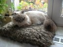 Фотографии к статье: Шотландская (скоттиш-фолд) (Scotish Fold Cat) / Советы по уходу и воспитанию породы кошек, описание кошки, помощь при болезнях, фотографии, дискусии и форум.