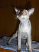 Фотографии к статье: Сиамская кошка (Siamese Cat) / Советы по уходу и воспитанию породы кошек, описание кошки, помощь при болезнях, фотографии, дискусии и форум.