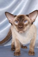 Фотографии к статье: Сиамская кошка (Siamese Cat) / Советы по уходу и воспитанию породы кошек, описание кошки, помощь при болезнях, фотографии, дискусии и форум.