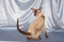 Фотографии к статье: Сиамская кошка (Siamese Cat) / Советы по уходу и воспитанию породы кошек, описание кошки, помощь при болезнях, фотографии, дискусии и форум.