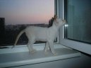 Фотографии к статье: Сиамская кошка (Siamese Cat) / Советы по уходу и воспитанию породы кошек, описание кошки, помощь при болезнях, фотографии, дискусии и форум.